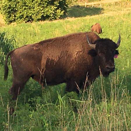 Market Bull